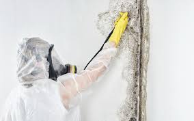 Best Post-Construction Mold Inspection  in Citrus Hills, FL